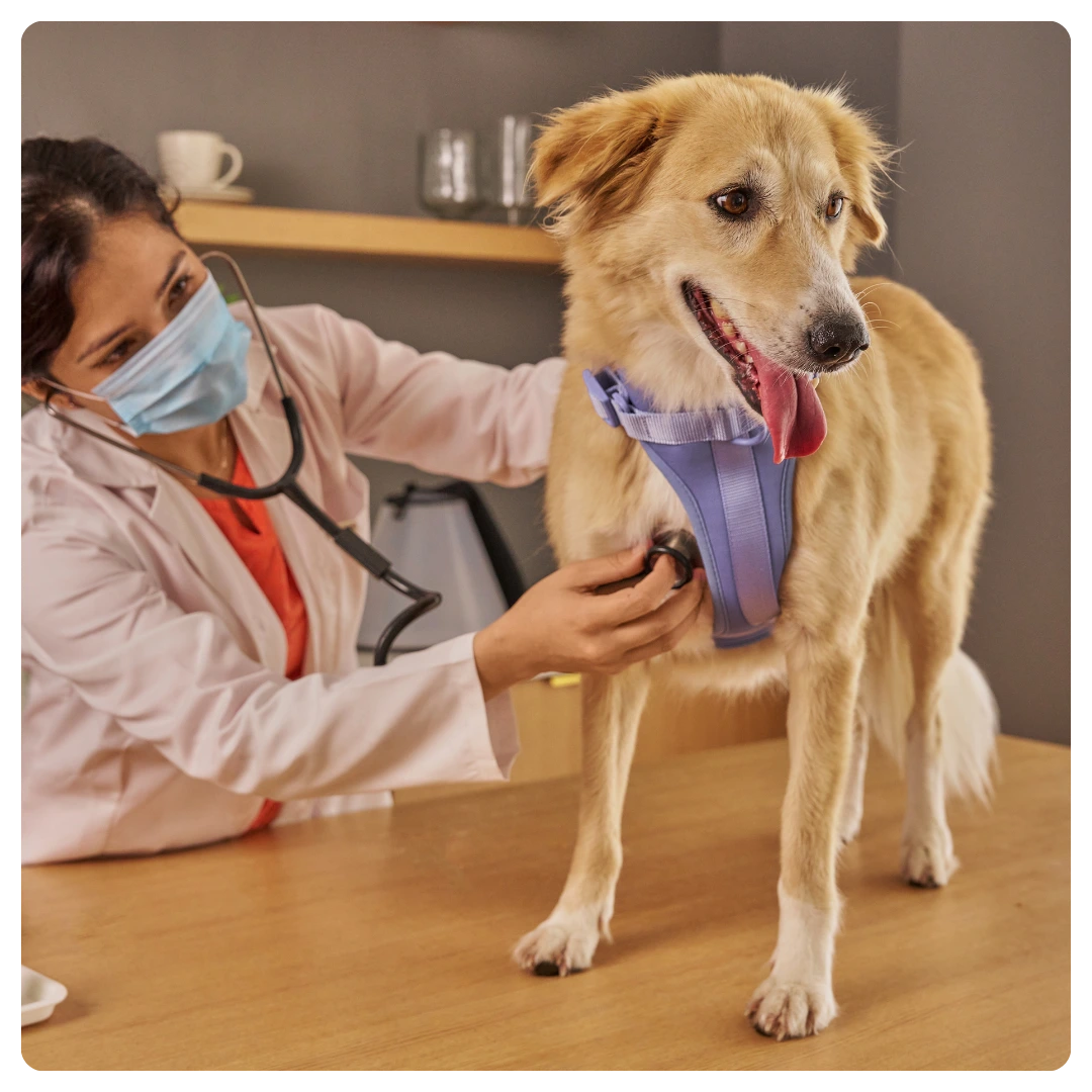 Bionettoyage de cabinet vétérinaire propre et désinfecté à Rennes et en Ille-et-Vilaine.