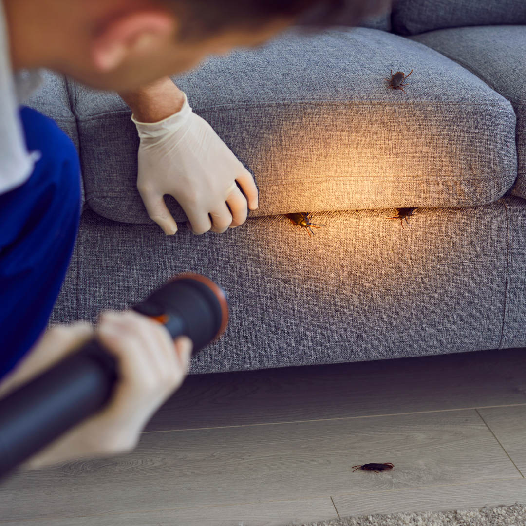Désinsectisation en urgence contre l'infestation de cafards et blattes dans les locaux professionnels ou habitations à Rennes.