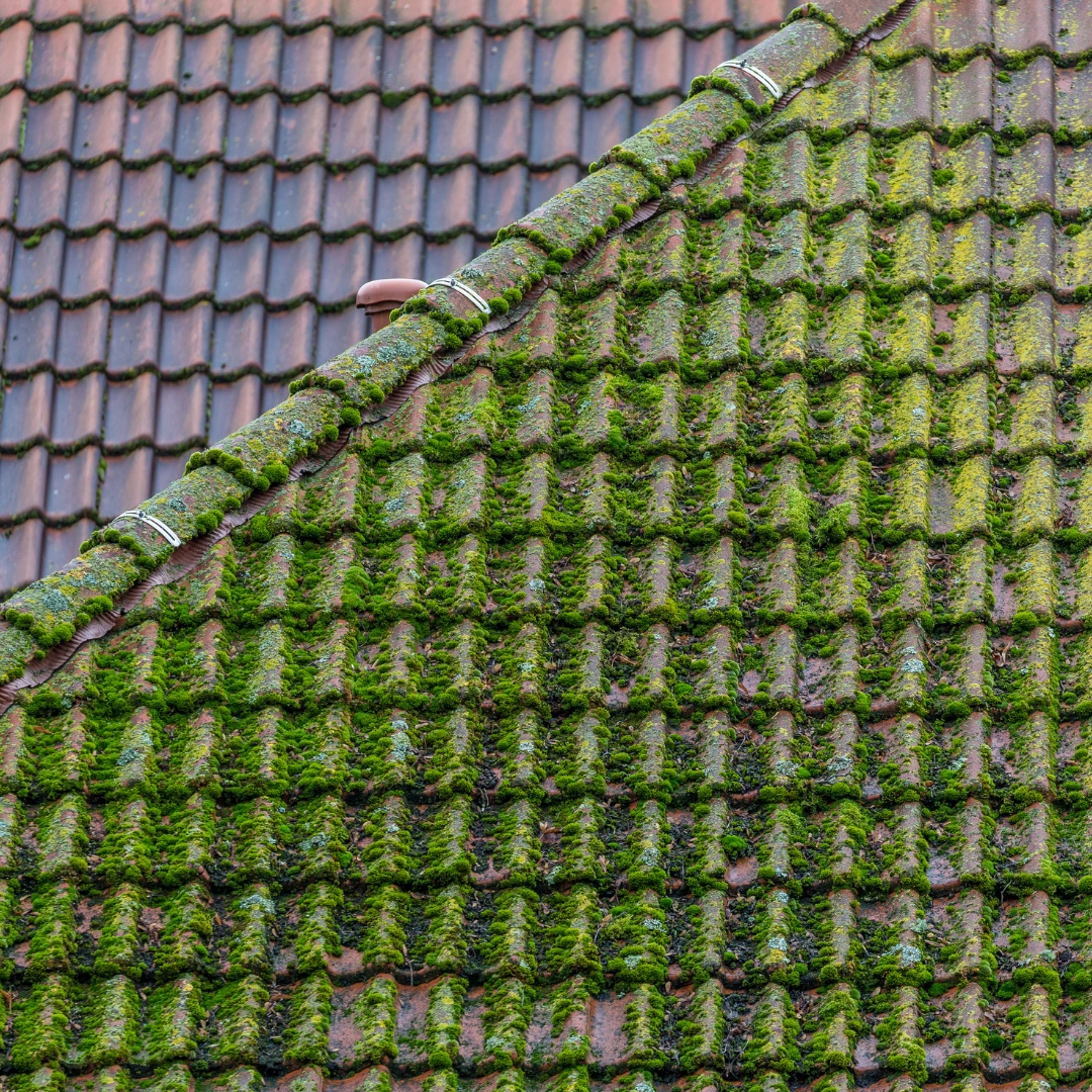 Nettoyage et démoussage de toiture et bardage : entretien et traitement anti-mousse pour maisons à Rennes et en Ille-et-Vilaine.